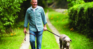Mature man walking in park with his pet Labrador Retriever.